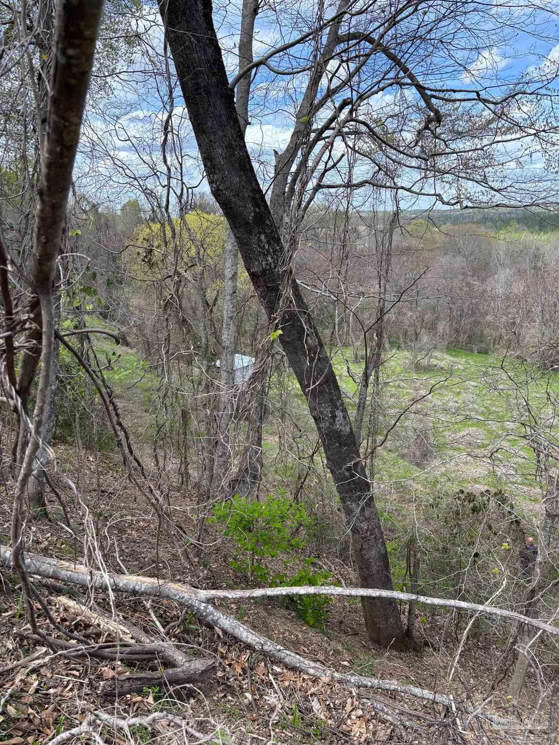 0 Apple Grove Road Camden, AL 36726 - Photo 10 of 16 Gallery Image 10