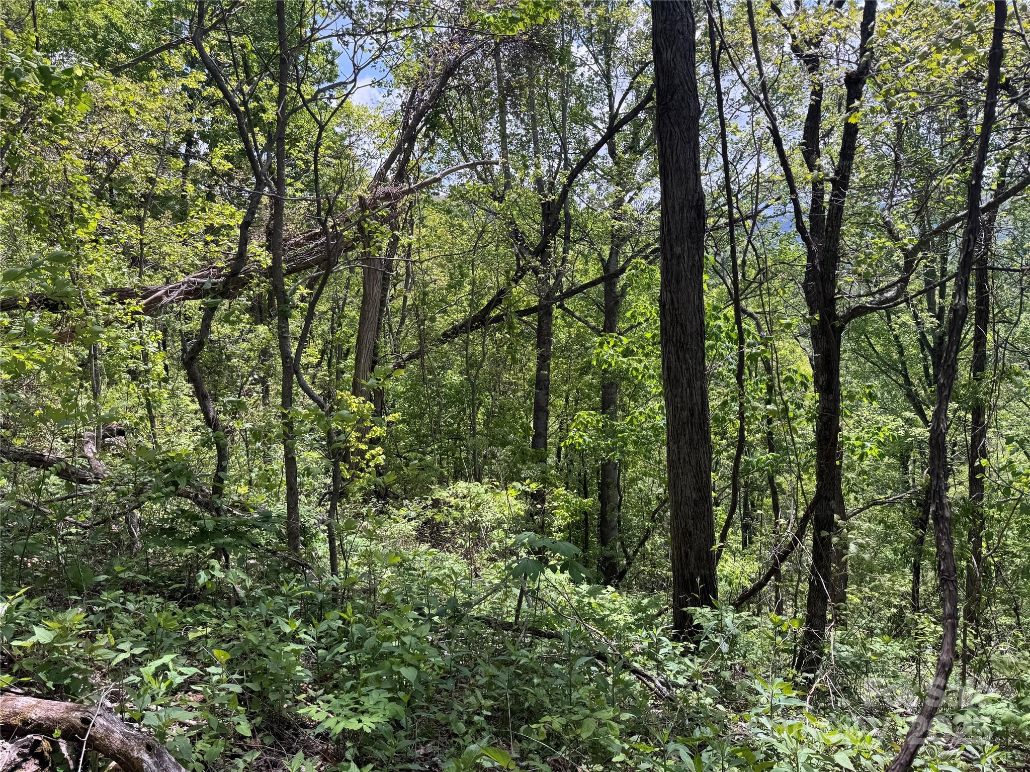 0 Rickman Ridge Canton, NC 28716 - Photo 11 of 20