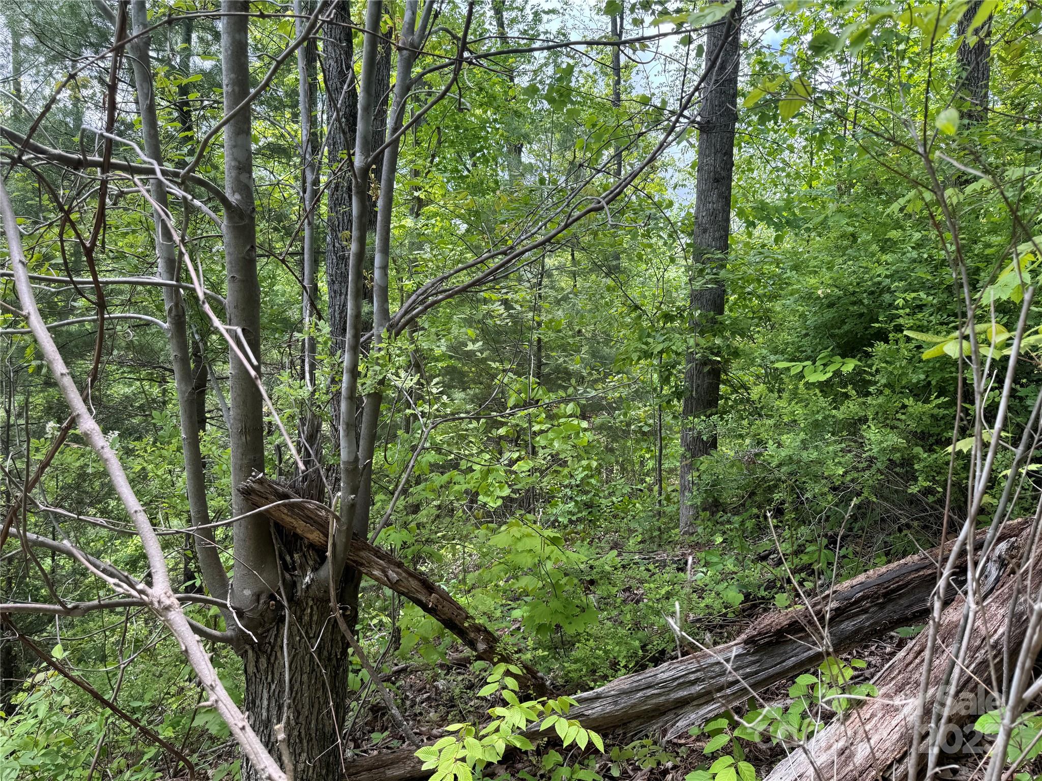 0 Rickman Ridge Canton, NC 28716 - Photo 5 of 20