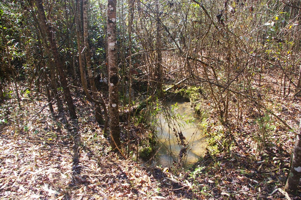 Xxx Mallalieu Drive Ruth, MS 39662 - Photo 11 of 17 Photo 11
