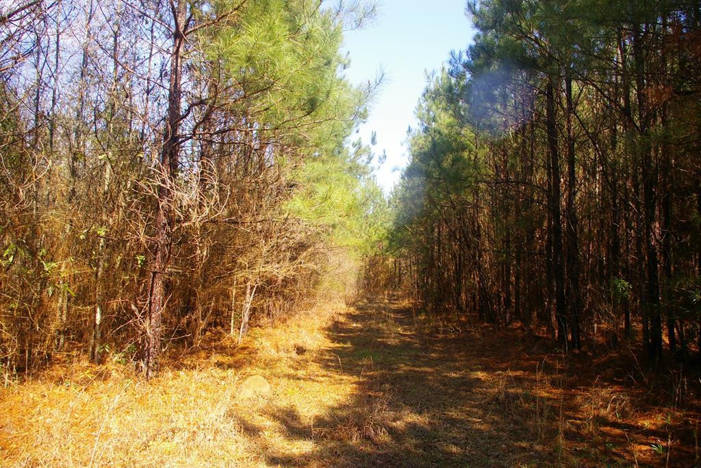 Xxx Mallalieu Drive Ruth, MS 39662 - Photo 3 of 17 Photo 3