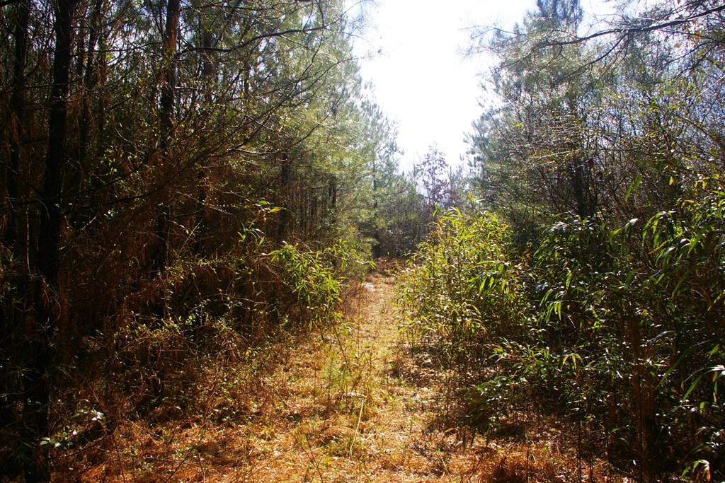 Xxx Mallalieu Drive Ruth, MS 39662 - Photo 6 of 17 Photo 6