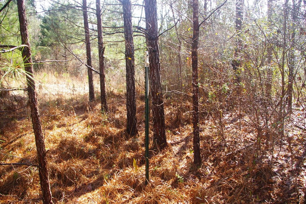 Xxx Mallalieu Drive Ruth, MS 39662 - Photo 7 of 17 Photo 7