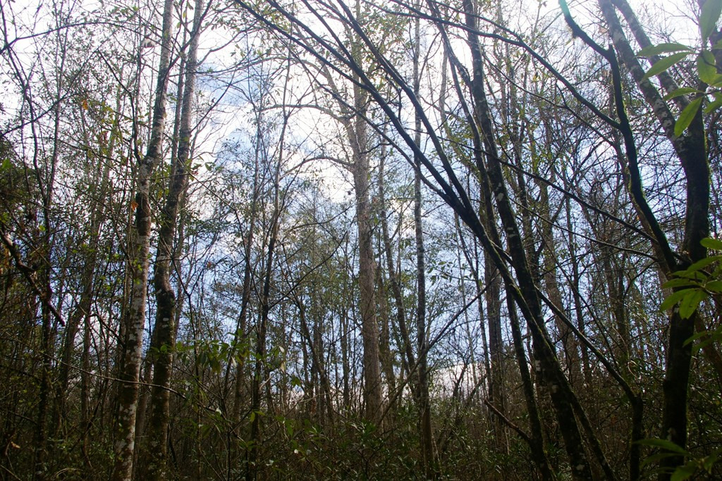Xxx Mallalieu Drive Ruth, MS 39662 - Photo 8 of 17 Photo 8
