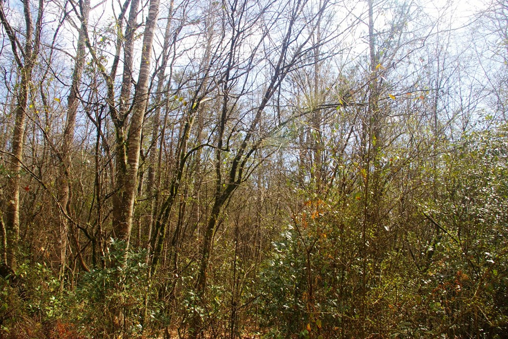 Xxx Mallalieu Drive Ruth, MS 39662 - Photo 9 of 17 Photo 9