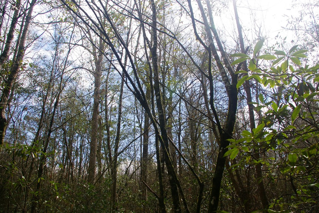 Xxx Mallalieu Drive Ruth, MS 39662 - Photo 10 of 17 Photo 10