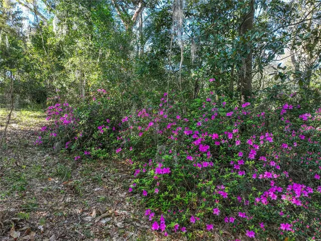 a view of a flower in a yard
