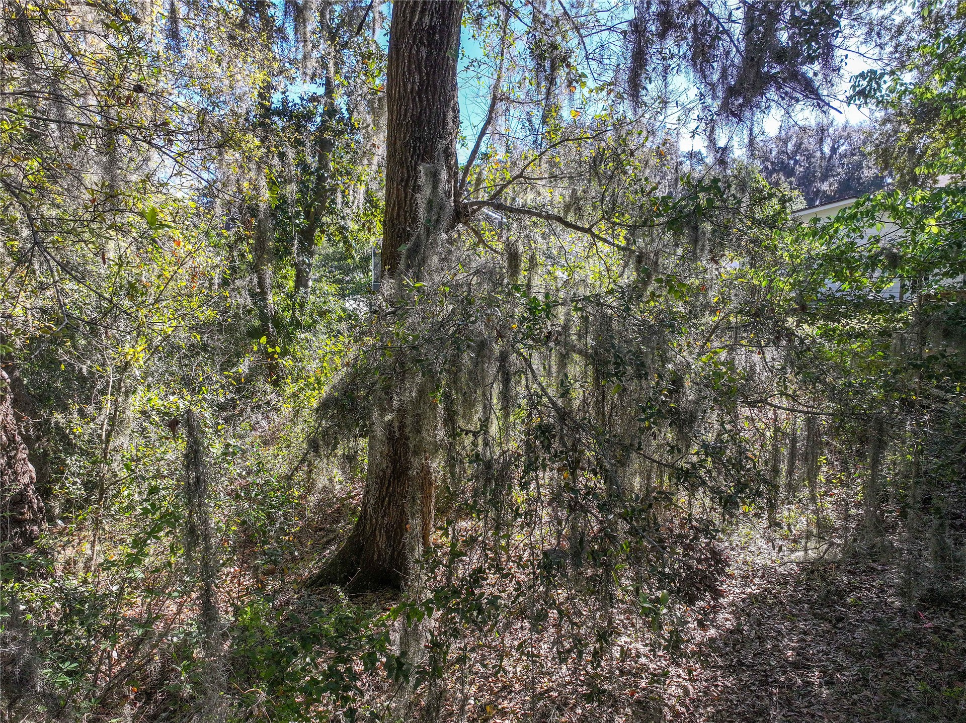 Sorensen Terrace Fernandina Beach, FL 32034 - Photo 5 of 17
