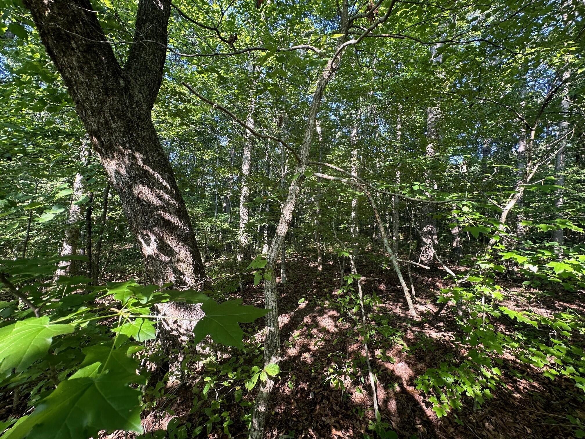 3 Prater Road Pikeville, TN 37367 - Photo 9 of 20 Gallery Image 9