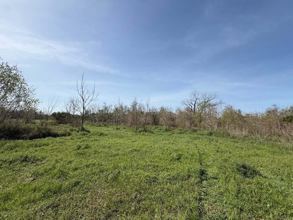 0 County Road 613 Angleton, TX 77515 - Photo 7 of 7 a view of a green field with trees in the background