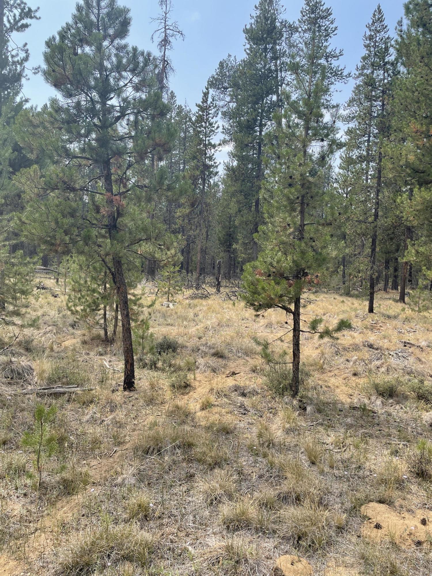 16951 Upland Road Bend, OR 97707 - Photo 22 of 32 Forest views