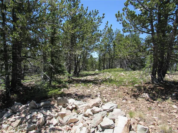 a view of a tree with a yard