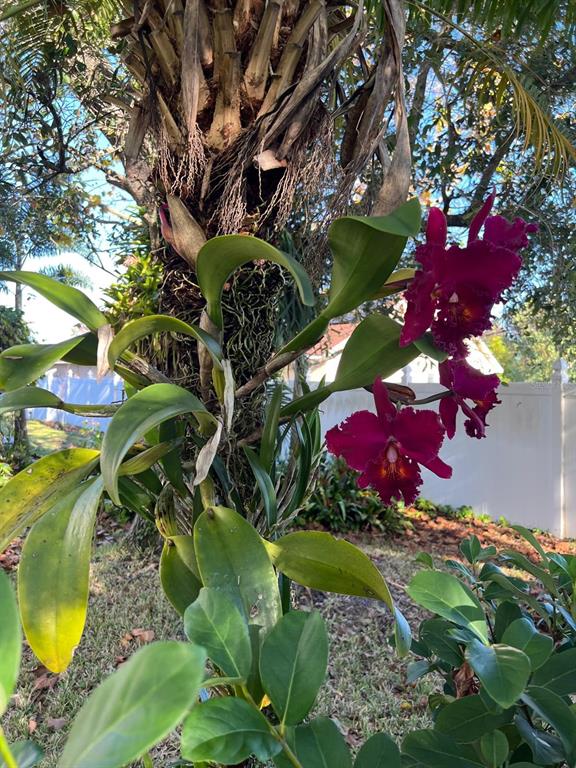 655 Eagle Pointe South Kissimmee, FL 34746 - Photo 37 of 49 a view of a garden