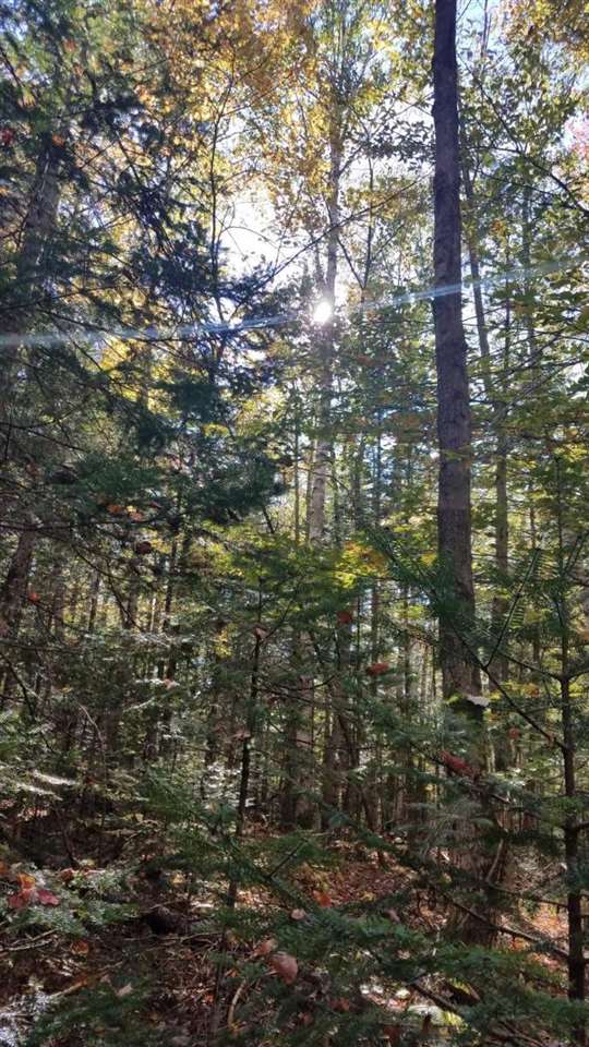 769 Wild Meadow Road Grafton, NH 03240 - Photo 5 of 6 Gallery Image 5