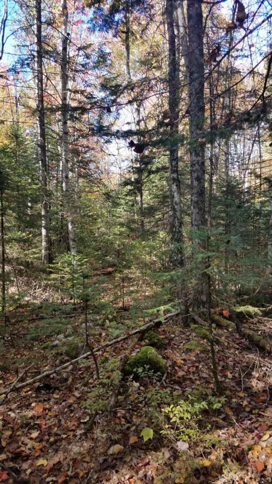 769 Wild Meadow Road Grafton, NH 03240 - Photo 6 of 6 Gallery Image 6