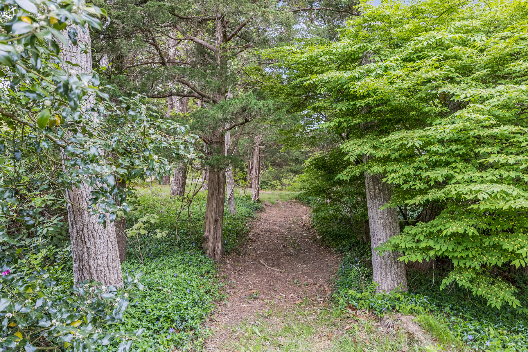 575 Nauset Road Eastham, MA 02642 - Photo 11 of 68 a view of a garden with plants and trees