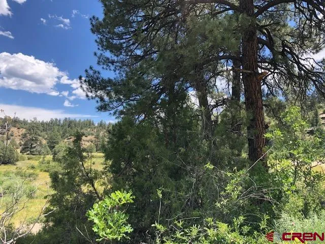 a view of a tree in a yard