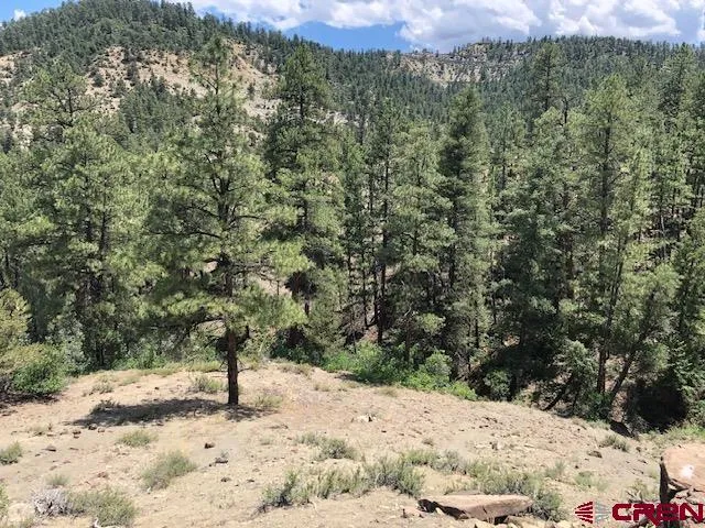 a view of a yard covered with trees