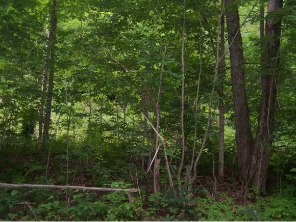 Lot#4 Boro Hill Road Bristol, VT 05469 - Photo 1 of 1 Gallery Image 1
