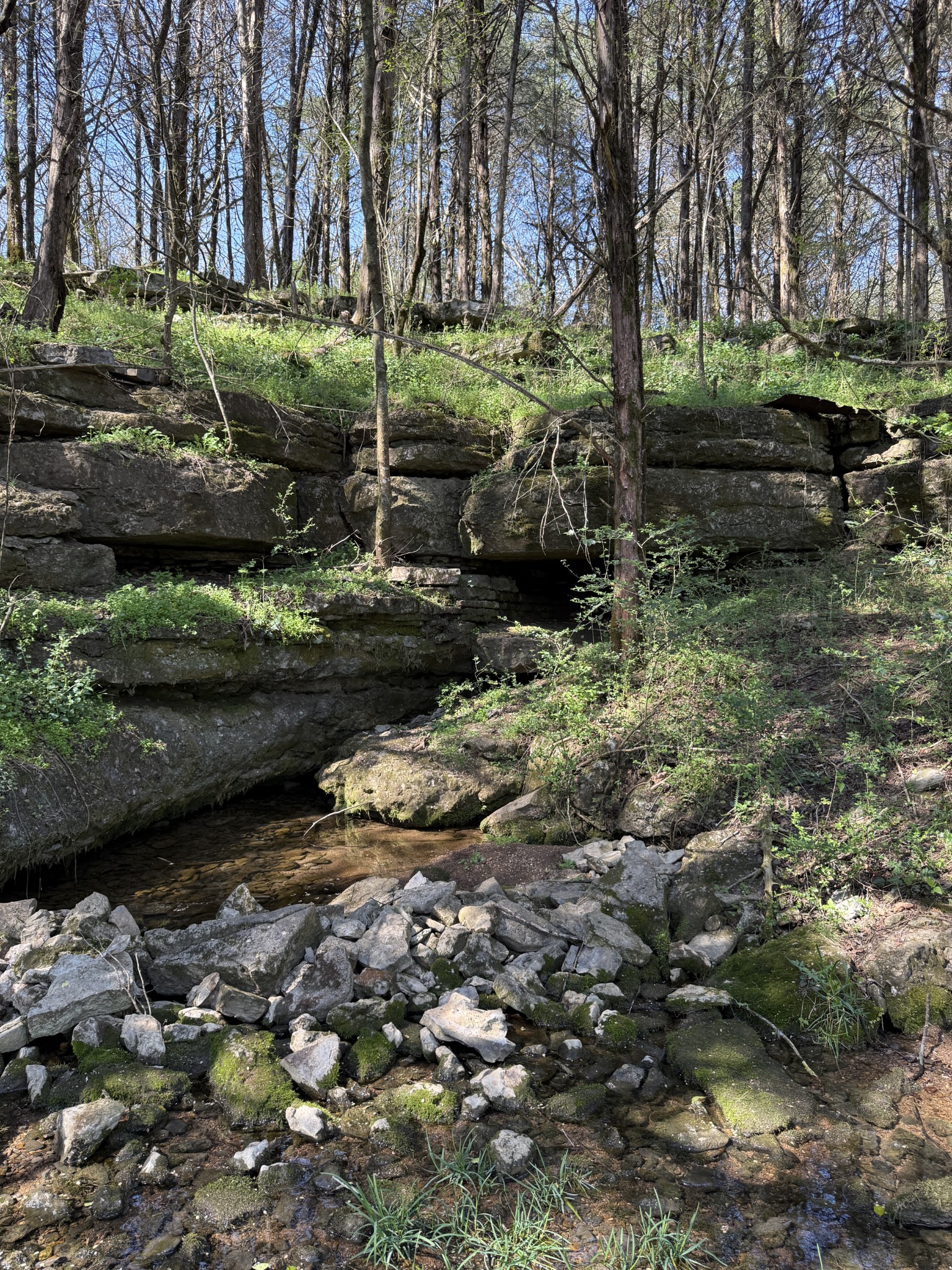 855 Lick Creek Road Hartsville, TN 37074 - Photo 20 of 76 a view of a park with large trees