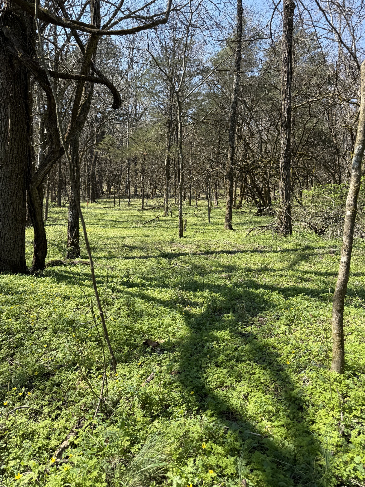 855 Lick Creek Road Hartsville, TN 37074 - Photo 36 of 76 a view of a park with large trees