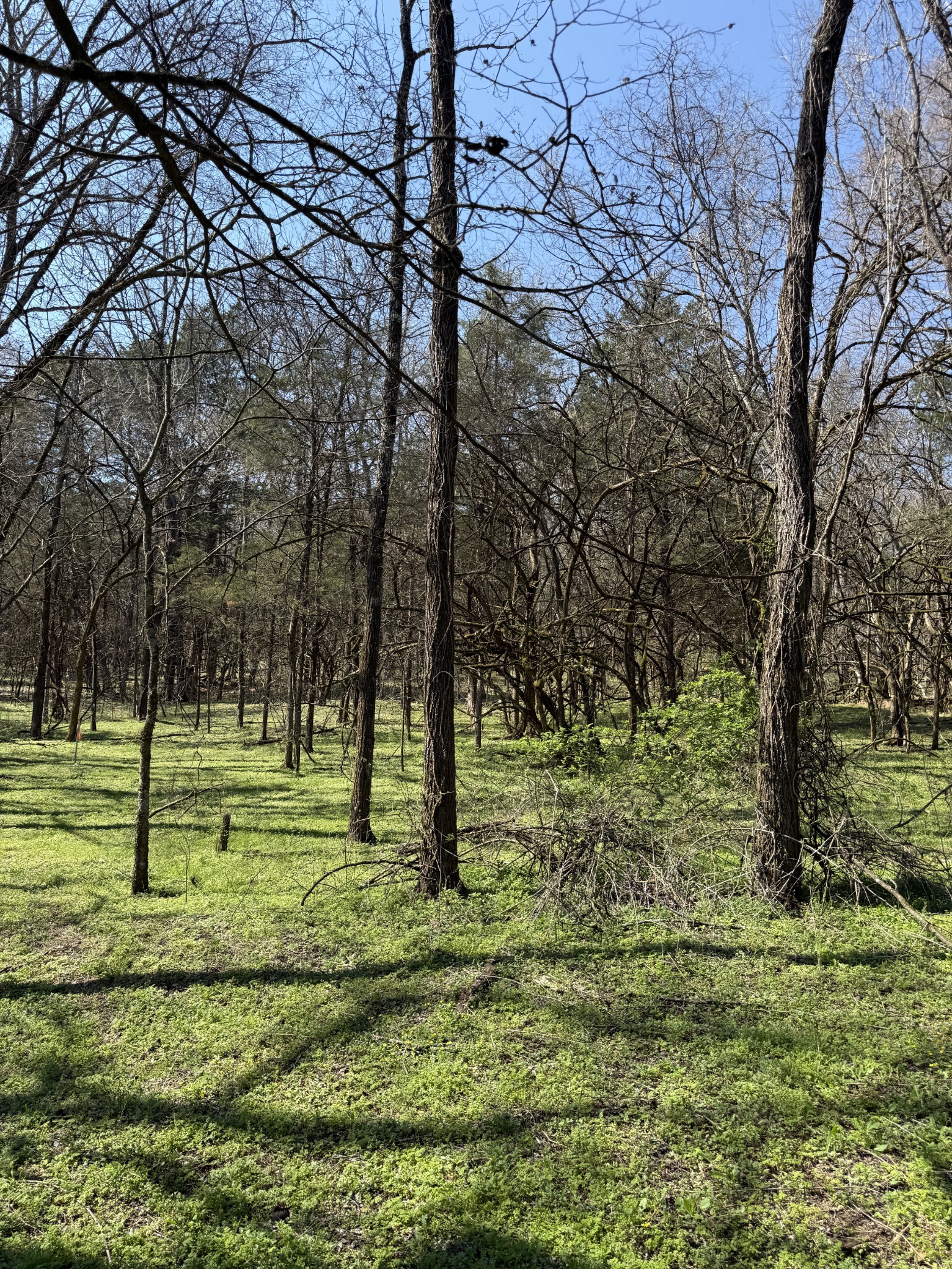 855 Lick Creek Road Hartsville, TN 37074 - Photo 37 of 76 a big yard with lots of green space and trees