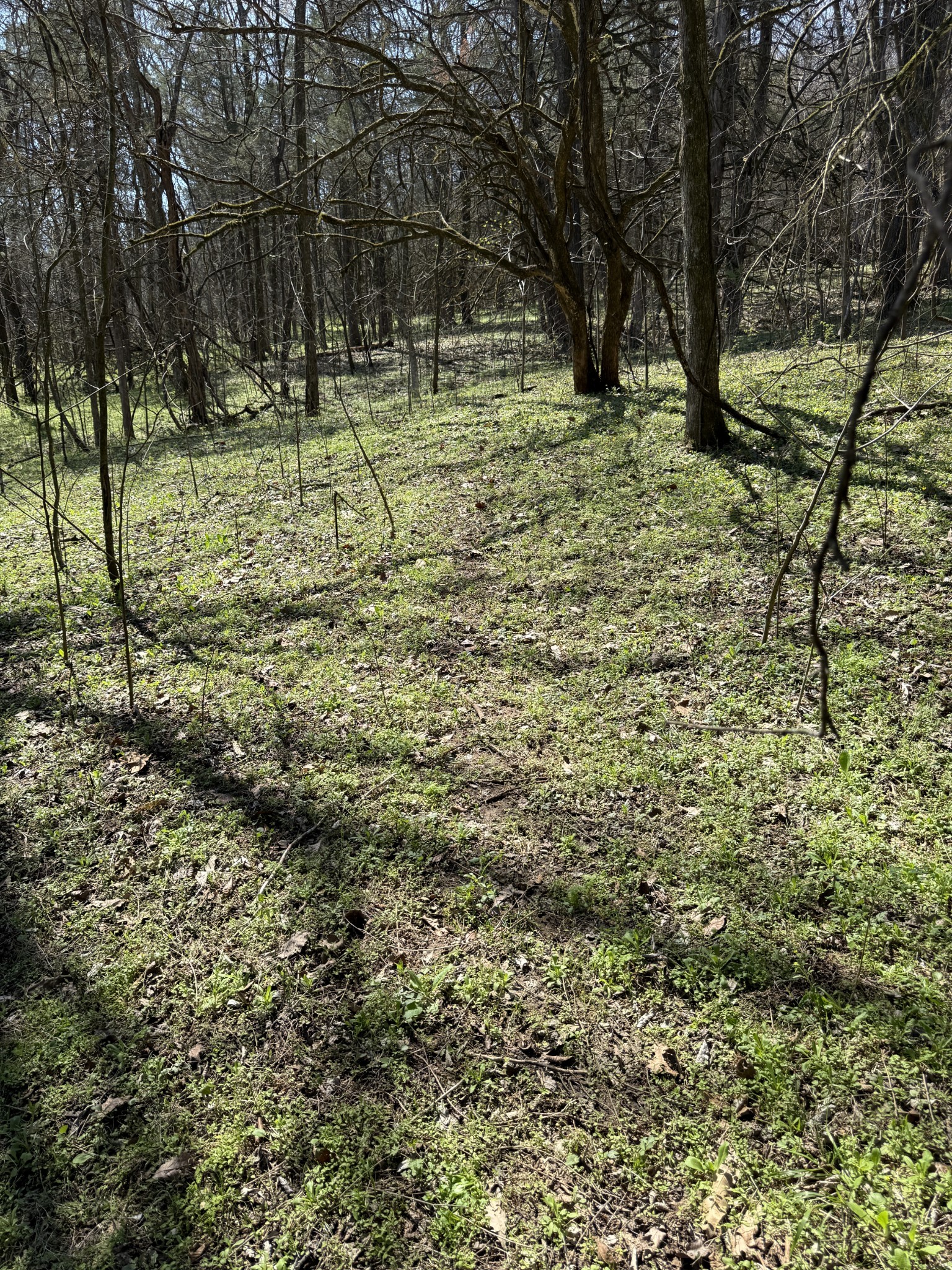 855 Lick Creek Road Hartsville, TN 37074 - Photo 39 of 76 a view of backyard