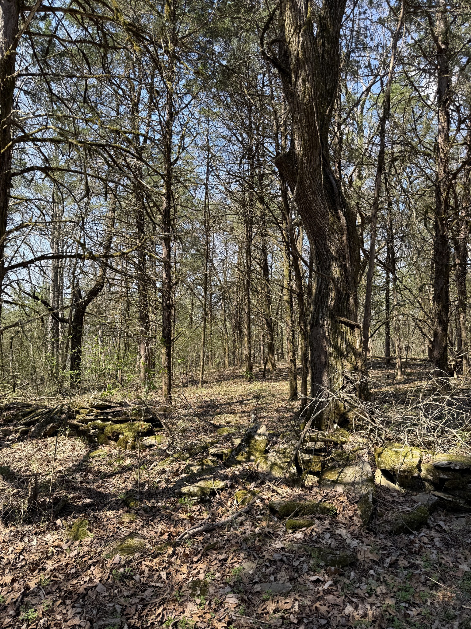 855 Lick Creek Road Hartsville, TN 37074 - Photo 42 of 76 a big yard with lots of green space