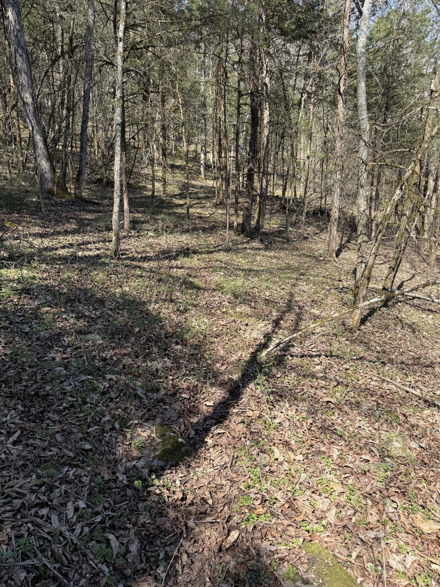 855 Lick Creek Road Hartsville, TN 37074 - Photo 44 of 76 a view of outdoor space with trees