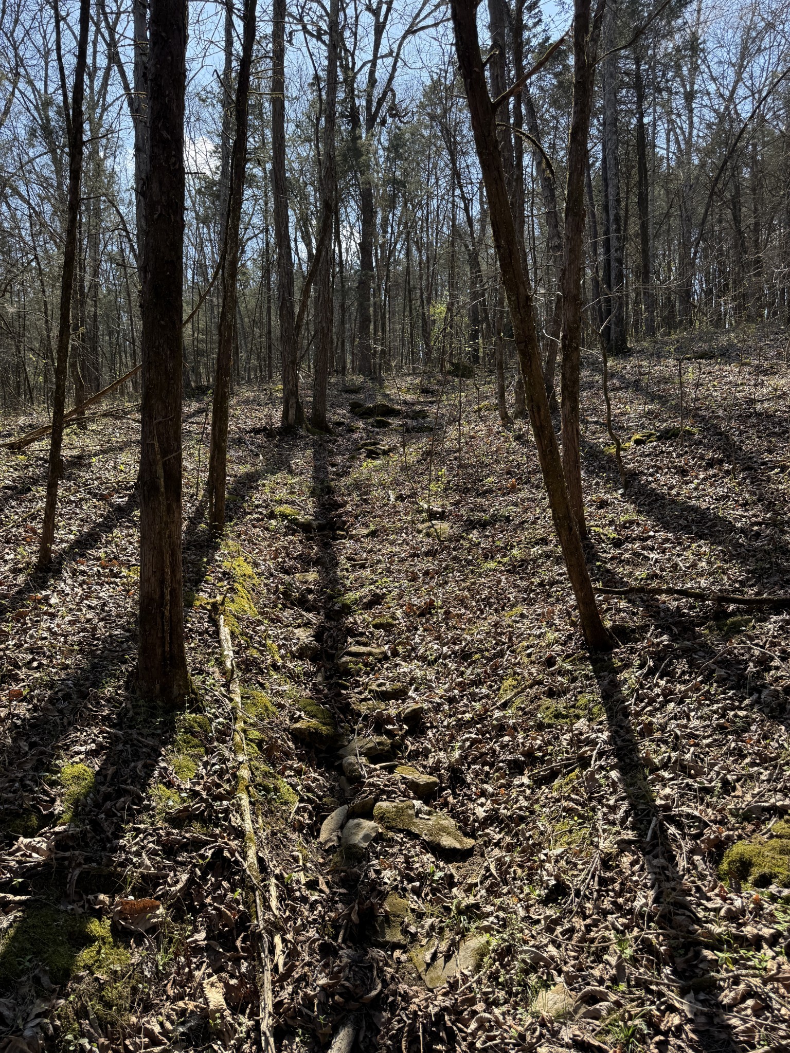 855 Lick Creek Road Hartsville, TN 37074 - Photo 45 of 76 a view of a forest with trees