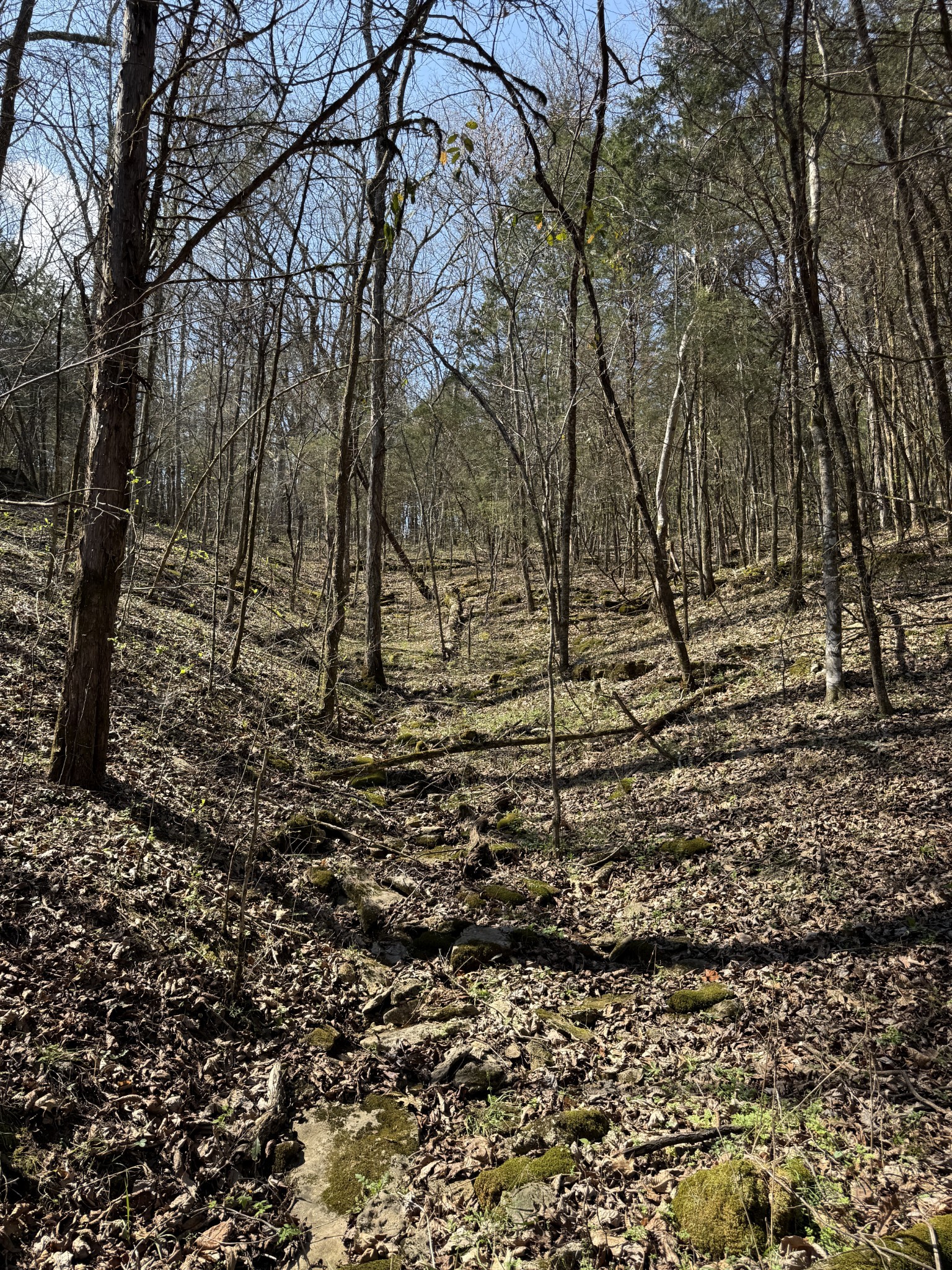 855 Lick Creek Road Hartsville, TN 37074 - Photo 46 of 76 a big yard with lots of green space