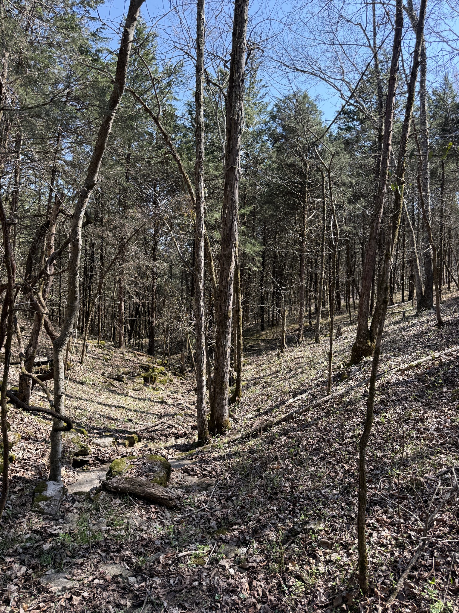 855 Lick Creek Road Hartsville, TN 37074 - Photo 47 of 76 a view of a forest filled with trees