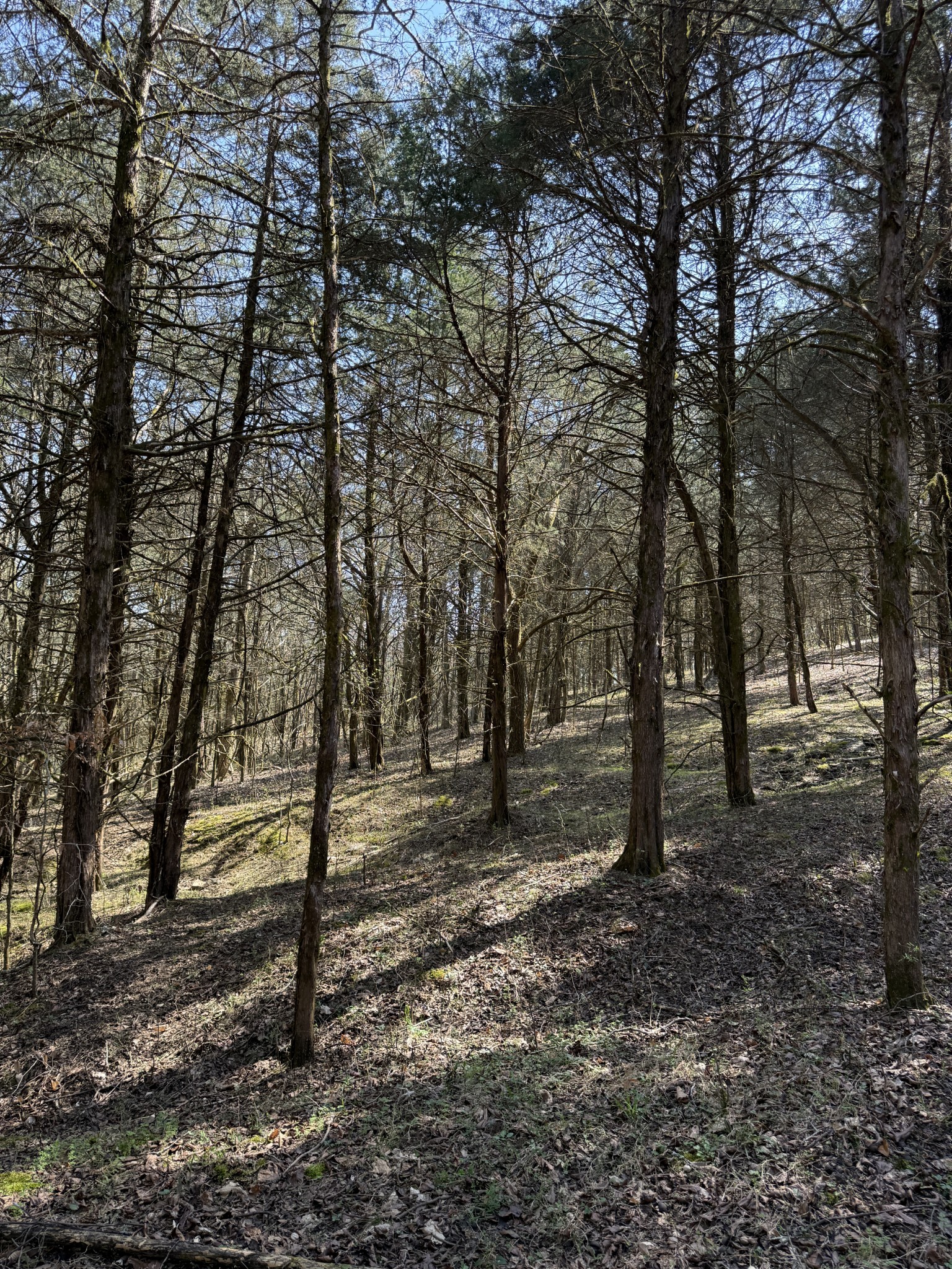 855 Lick Creek Road Hartsville, TN 37074 - Photo 50 of 76 a view of a tree in a yard
