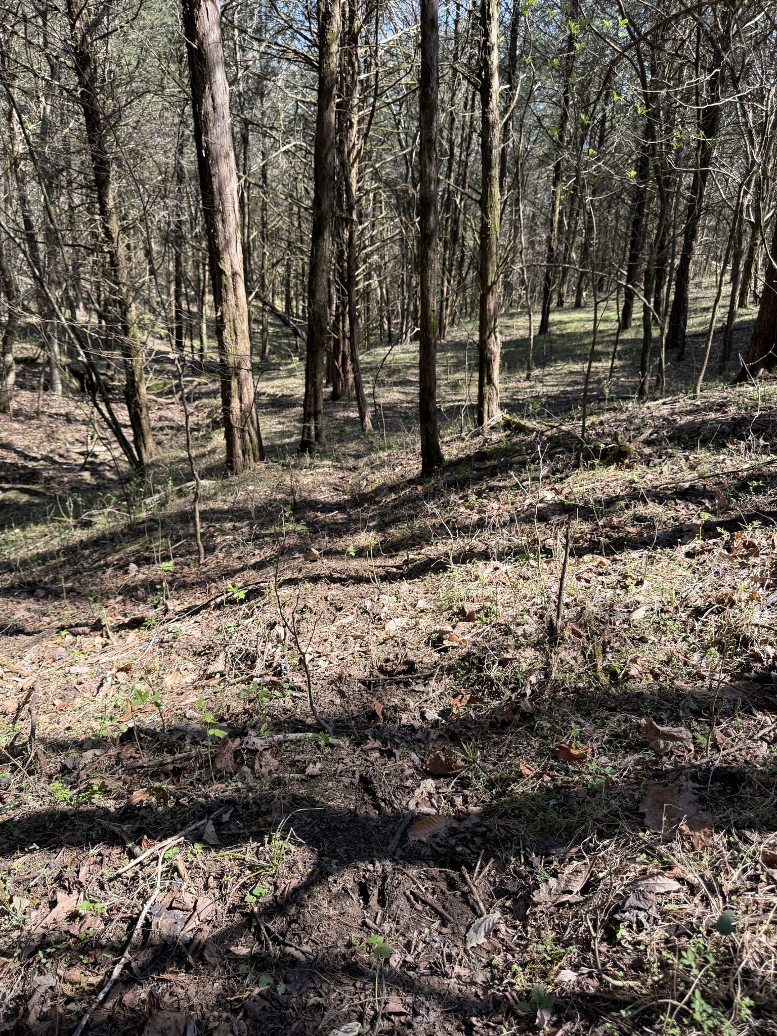 855 Lick Creek Road Hartsville, TN 37074 - Photo 52 of 76 a view of backyard with green space