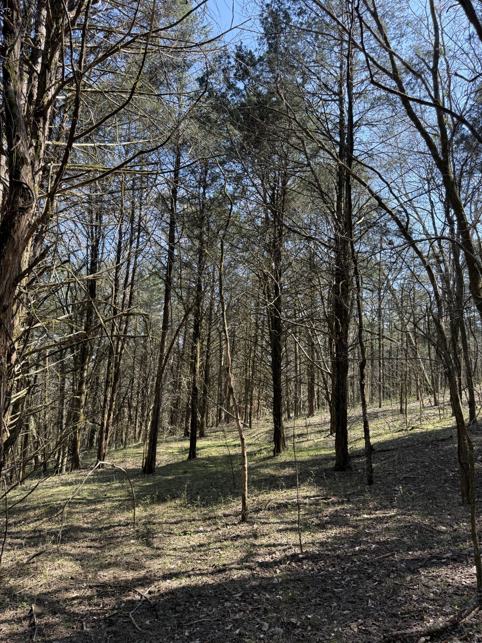855 Lick Creek Road Hartsville, TN 37074 - Photo 53 of 76 a view of a yard with tree s