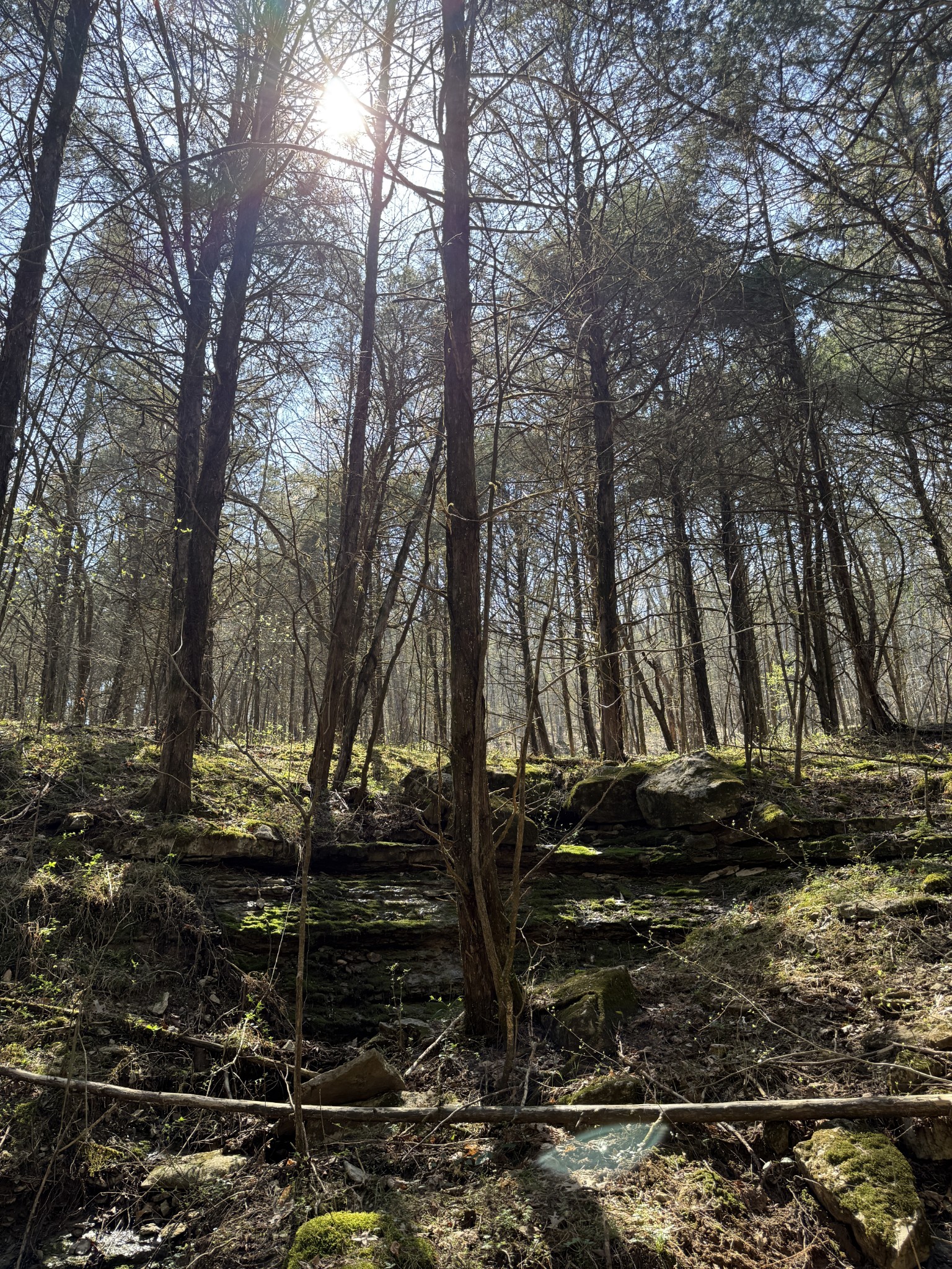855 Lick Creek Road Hartsville, TN 37074 - Photo 56 of 76 a view of a backyard of the house