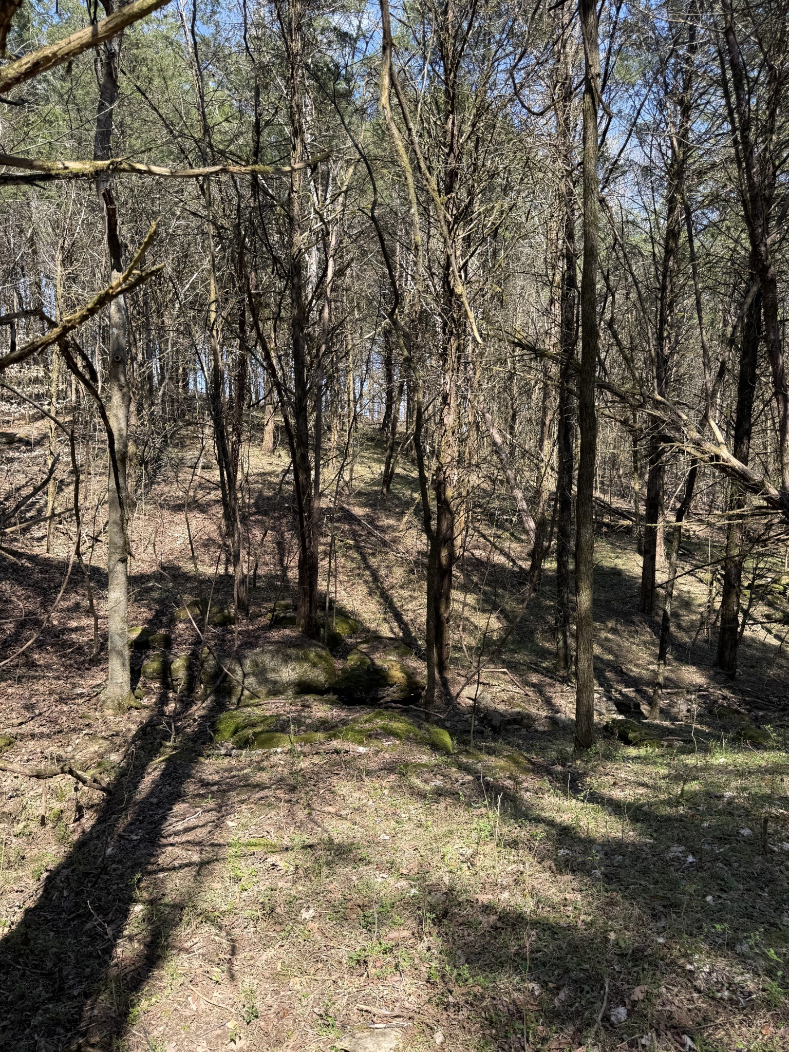 855 Lick Creek Road Hartsville, TN 37074 - Photo 57 of 76 a view of a yard with trees