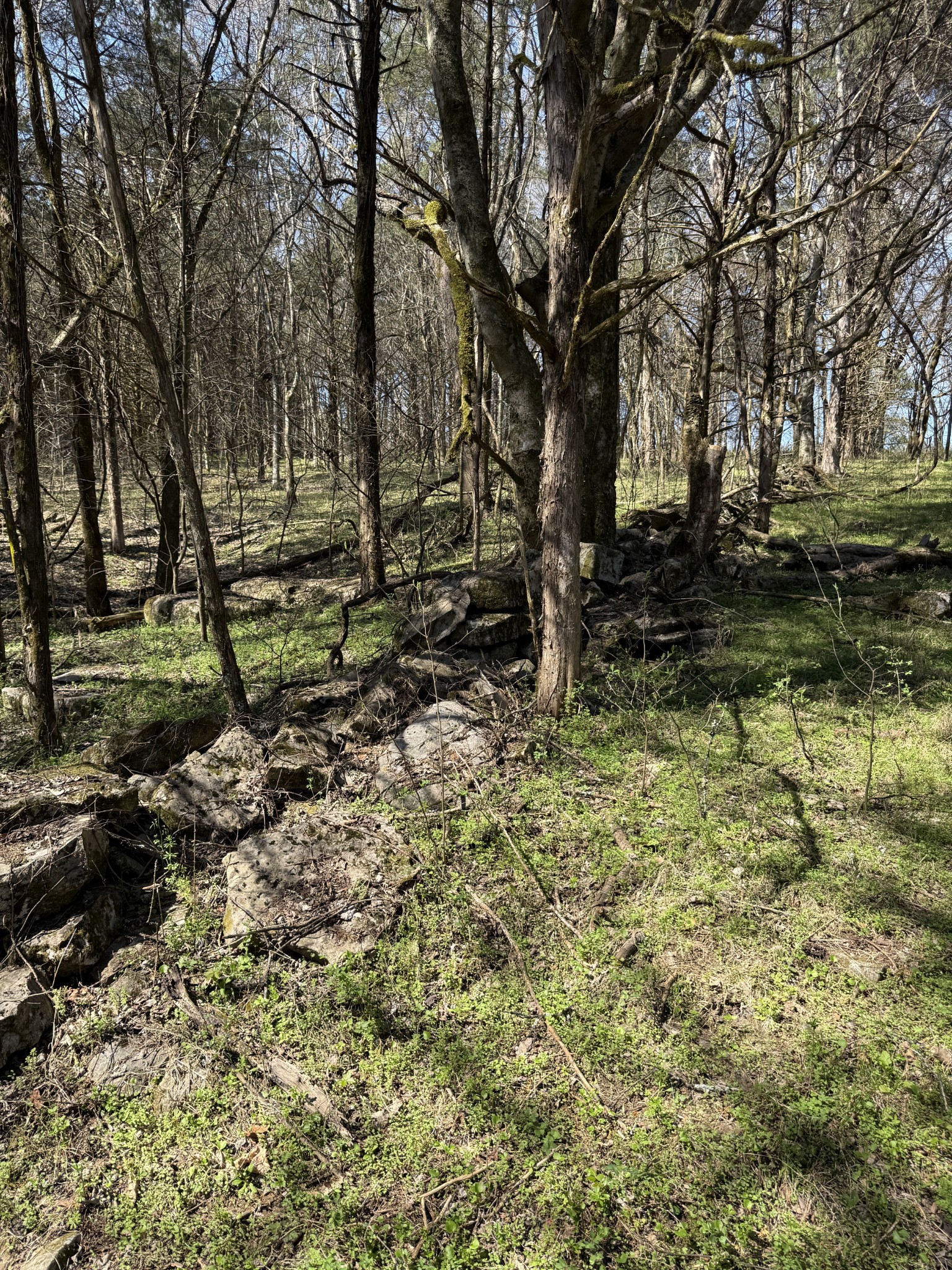 855 Lick Creek Road Hartsville, TN 37074 - Photo 60 of 76 a view of backyard of green space