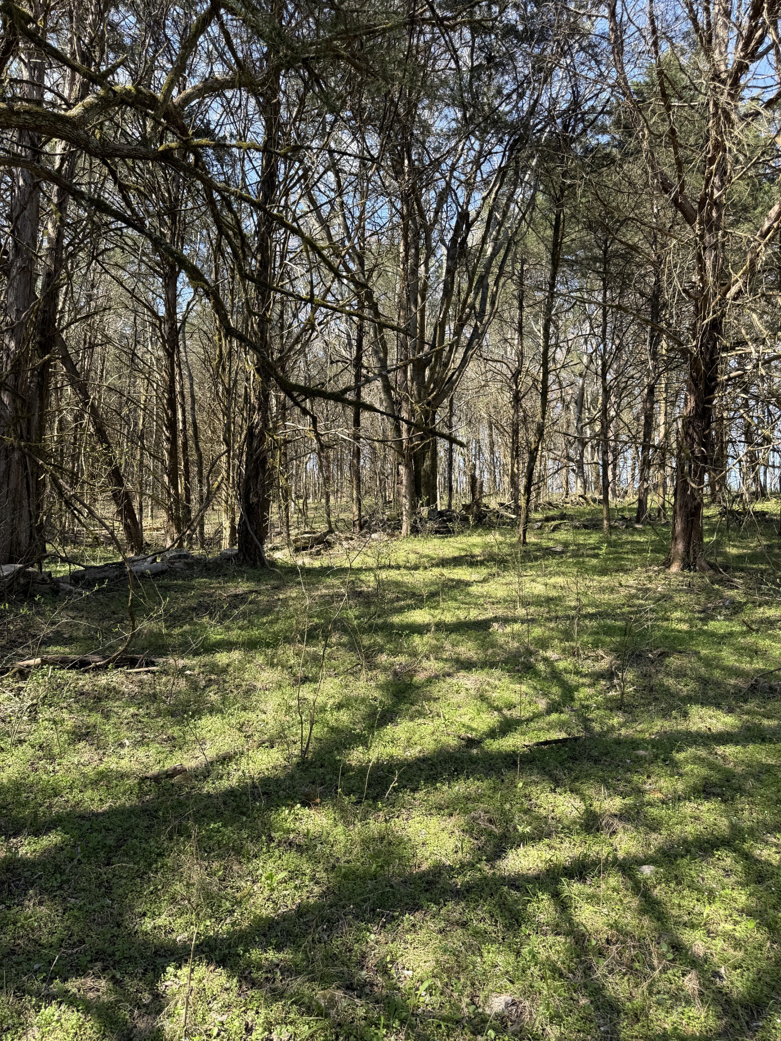855 Lick Creek Road Hartsville, TN 37074 - Photo 61 of 76 a view of outdoor space with trees all around