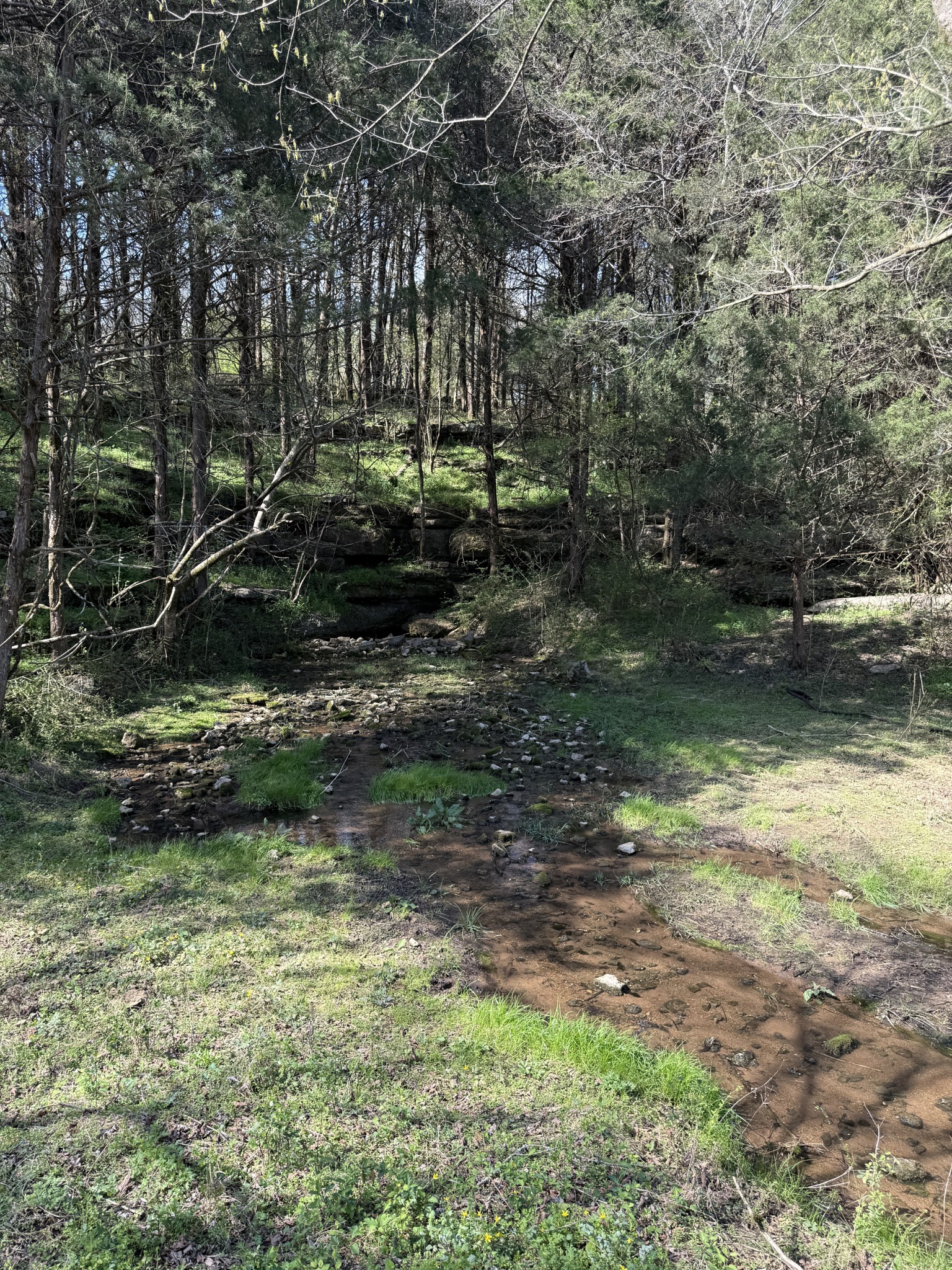 855 Lick Creek Road Hartsville, TN 37074 - Photo 69 of 76 a view of a yard with plants and trees