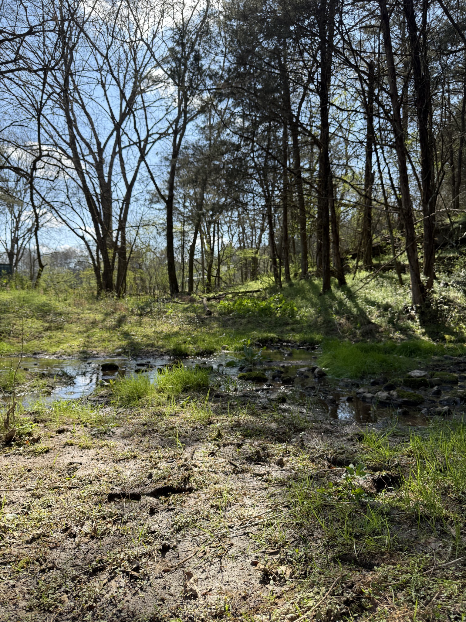 855 Lick Creek Road Hartsville, TN 37074 - Photo 73 of 76 a view of a yard with a tree