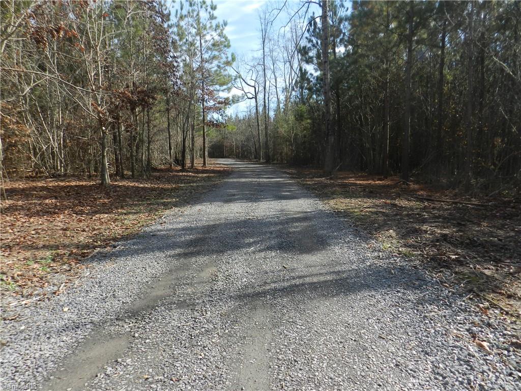 0 Venable Road Ararat, NC 27007 - Photo 10 of 25 Picture of the gravel road through this property as well as the size of the pines on the property.
