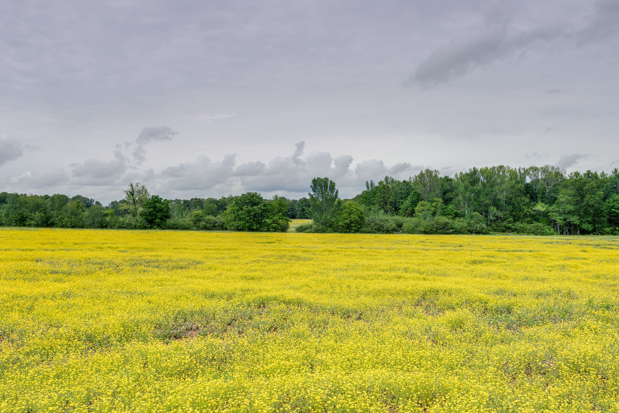 553 Swiss Colony Road Hohenwald, TN 38462 - Photo 11 of 13 Gallery Image 11