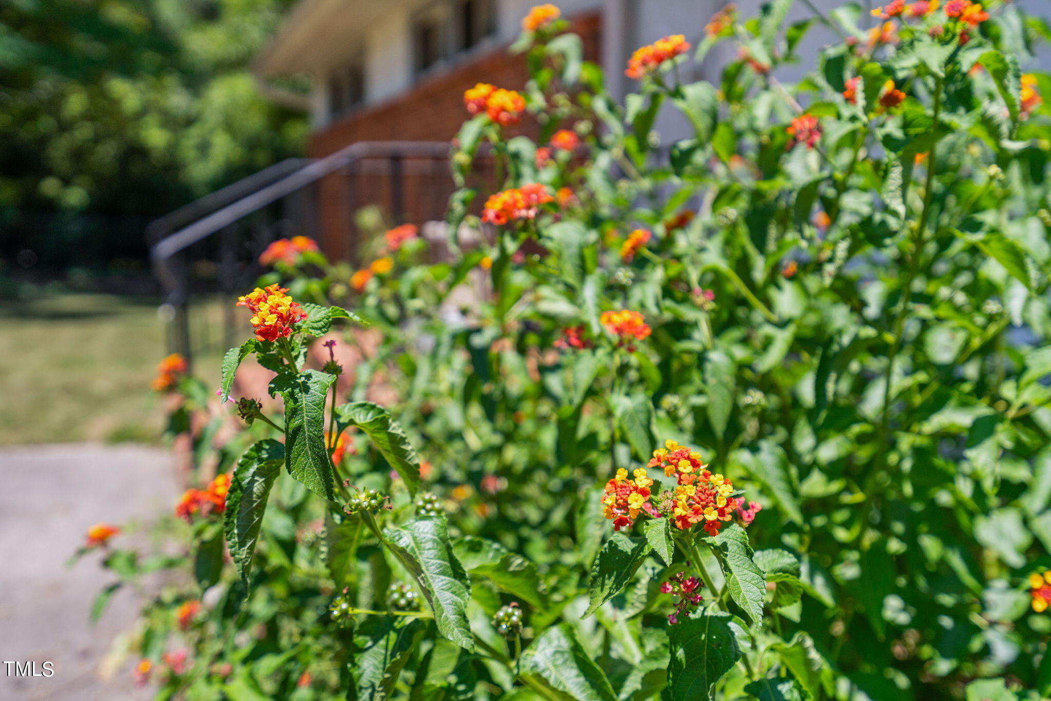 126 Clarendon Crescent Raleigh, NC 27610 - Photo 14 of 40 a picture of flowers