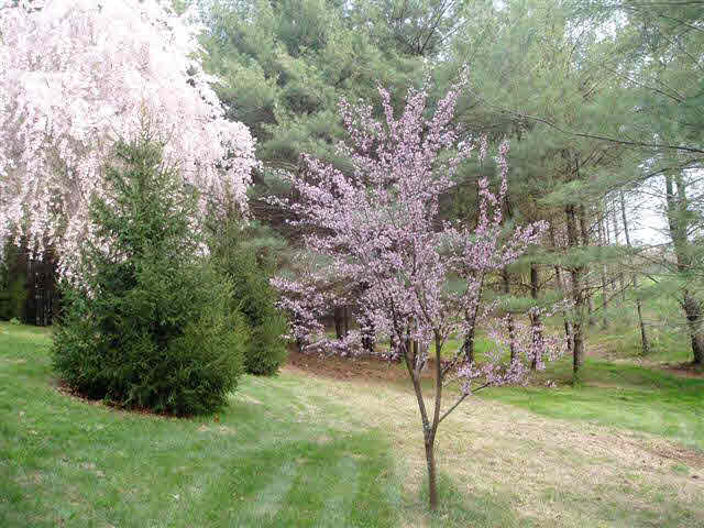 788 Niswander Road Staunton, VA 24401 - Photo 8 of 8 Gallery Image 8