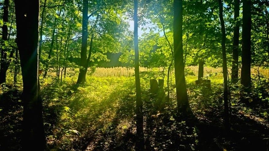 0 Towerline Road Hale, MI 48739 - Photo 10 of 13 1951320-c74e43ae-2b8a-487c-8bc0-a7dcb22d8dc9.JPG