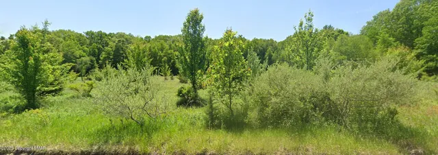 a view of a lush green space