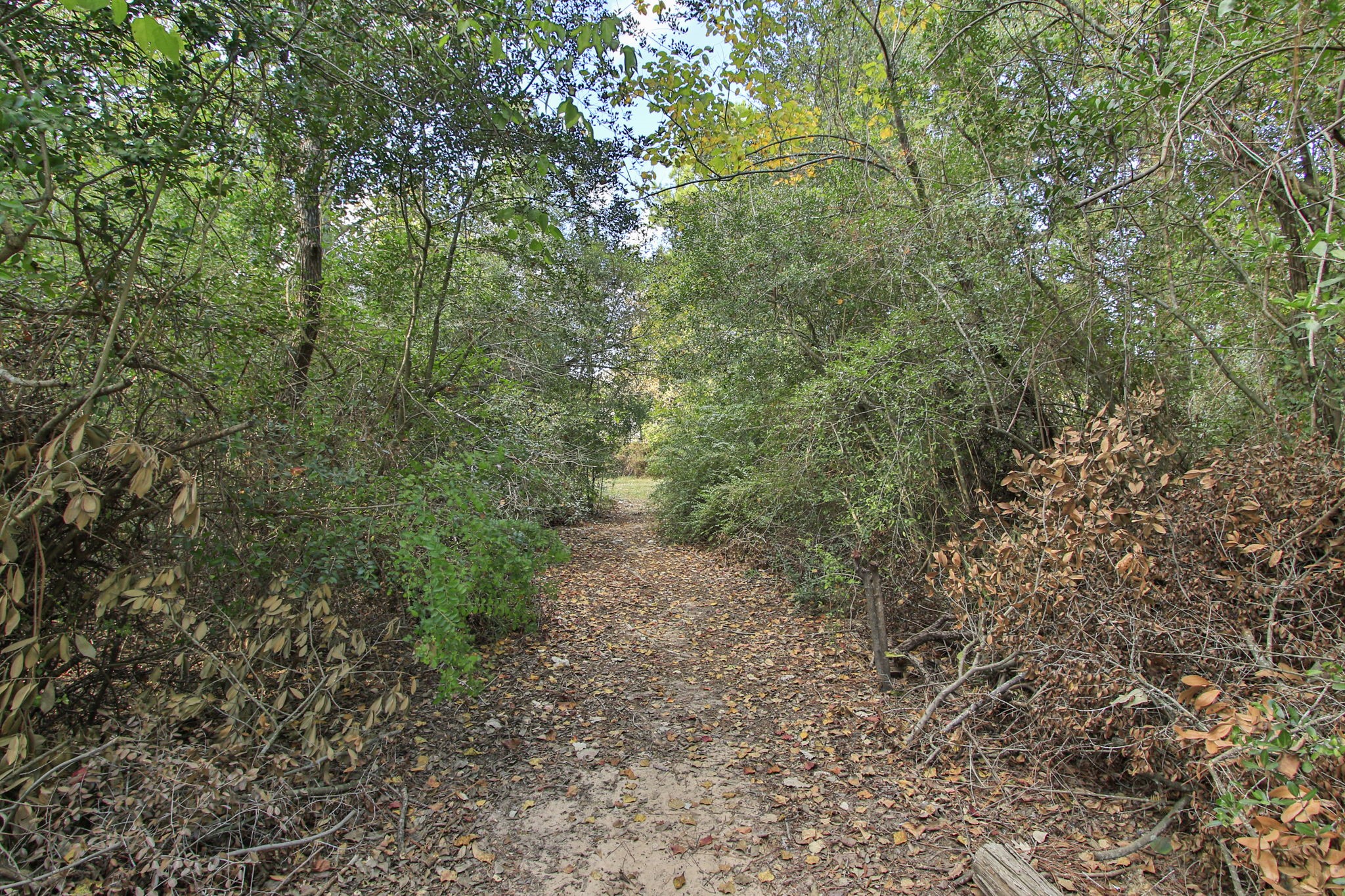 21035 Summer Trace Lane Spring, TX 77379 - Photo 41 of 50 a view of a forest with trees in the background