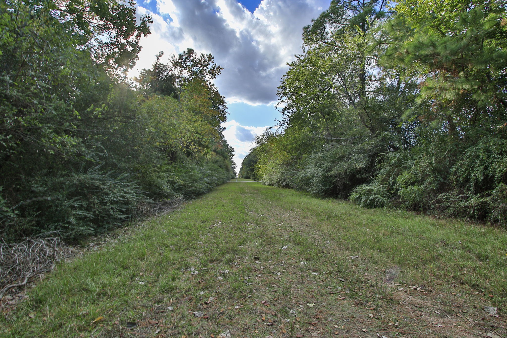 21035 Summer Trace Lane Spring, TX 77379 - Photo 42 of 50 a big yard with lots of green space and plants