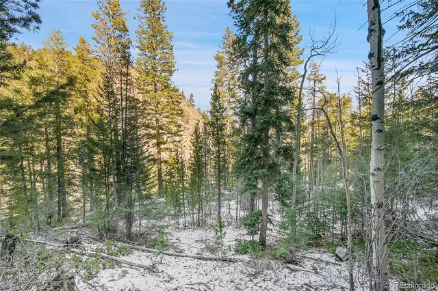 a view of a forest with trees in front of it
